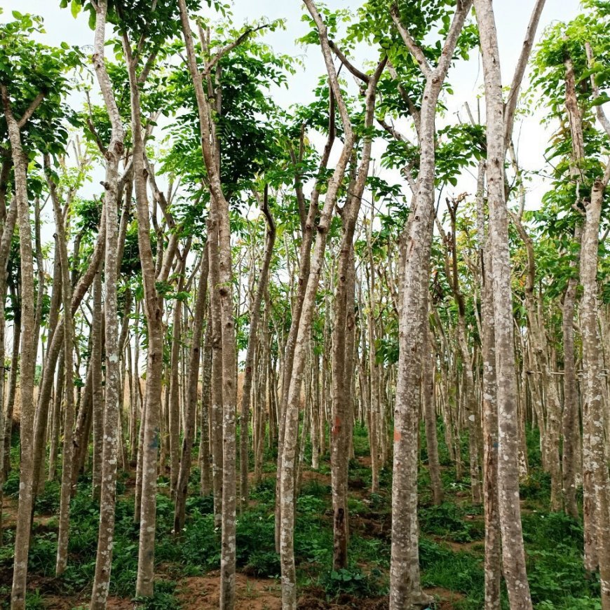 CÂY GIÁNG HƯƠNG