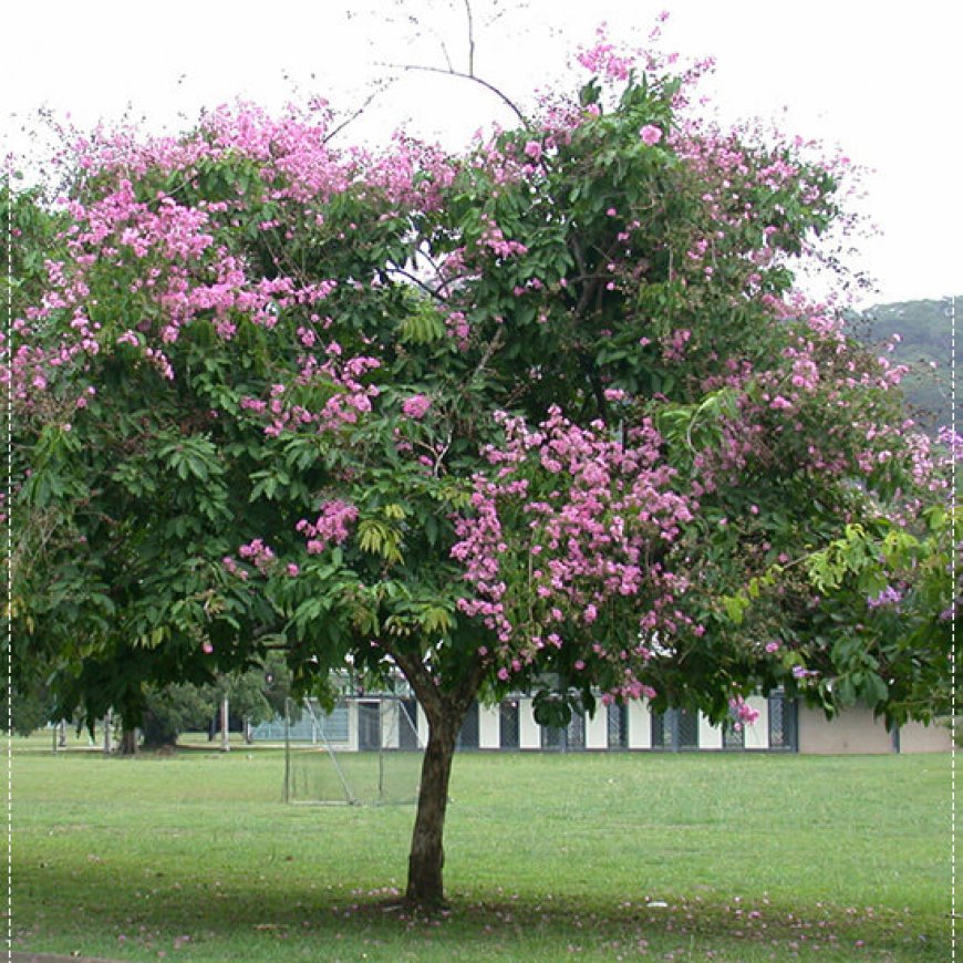 CÂY BẰNG LĂNG TÍM